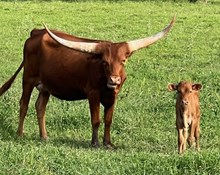6h Rita 24 heifer calf