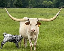 6h Missandie 24 bull calf