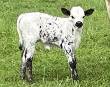 6h Slaine 24 bull calf