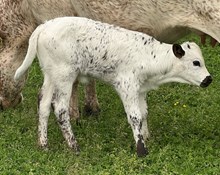 SHR Miss Mountain Dew 24 bull calf