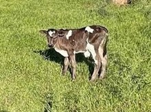 6h LUCKY STAR  23 bull calf
